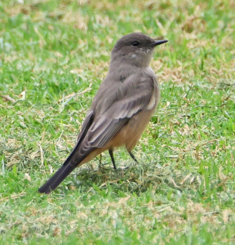 Say's Phoebe - ML642499576