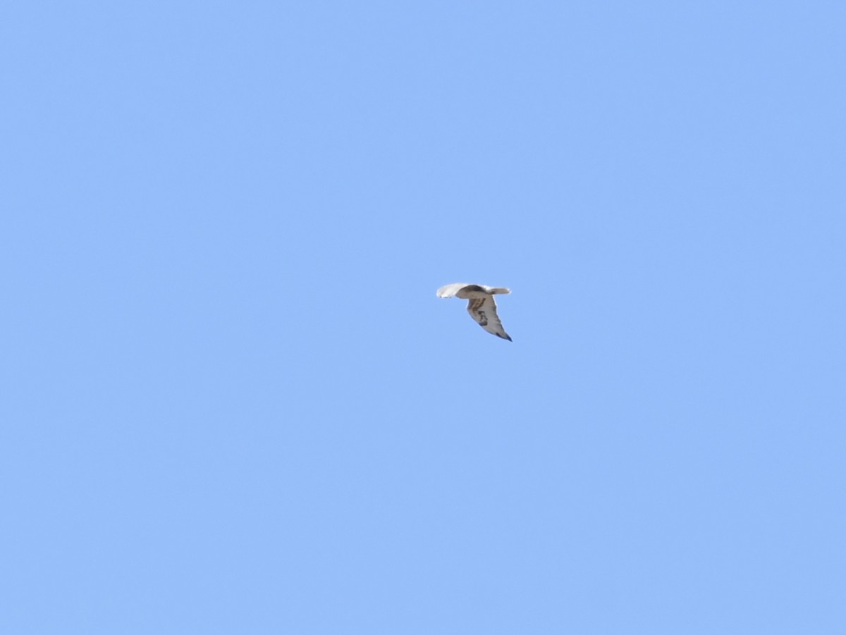 Ferruginous Hawk - ML642499584
