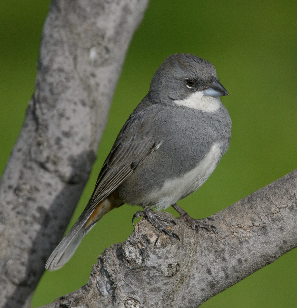 Diuca Finch - ML642499610
