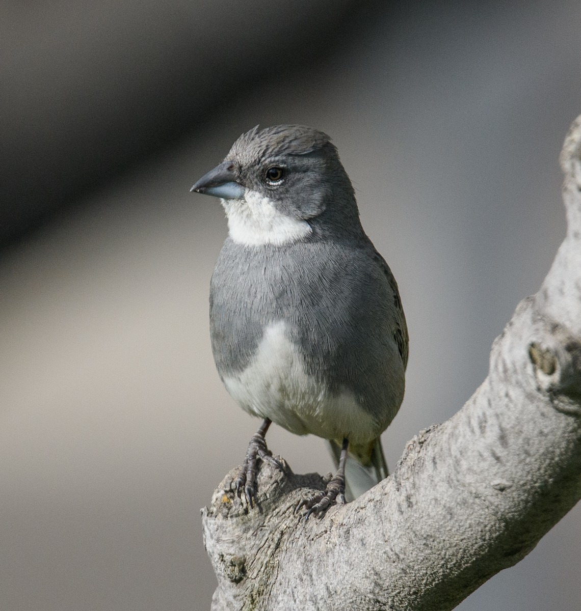Diuca Finch - ML642499646