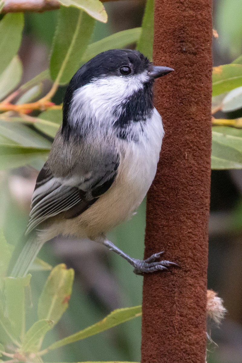 Black-capped Chickadee - ML642499651