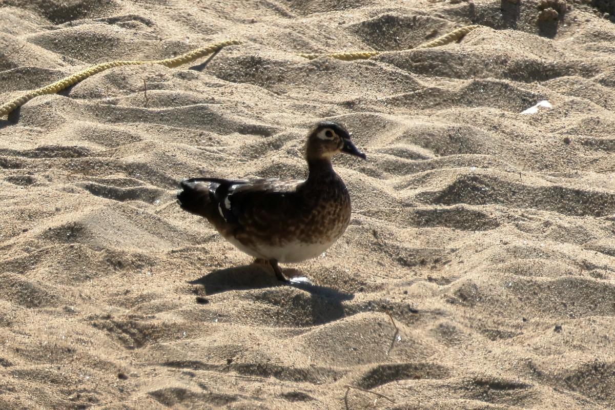 Wood Duck - ML642499656