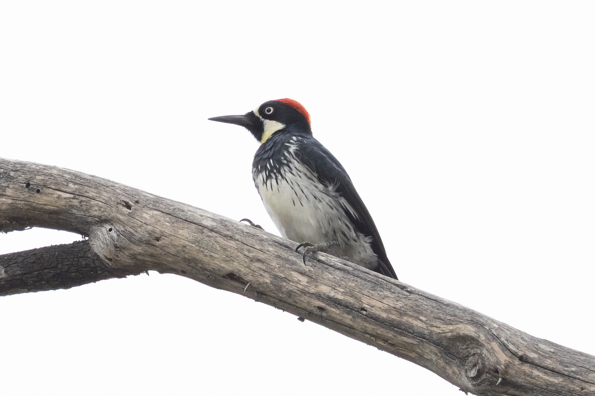 Acorn Woodpecker - ML642499667