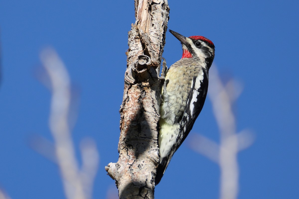 Red-naped Sapsucker - ML642499670