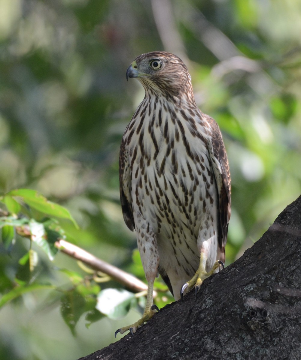 Cooper's Hawk - ML642499687