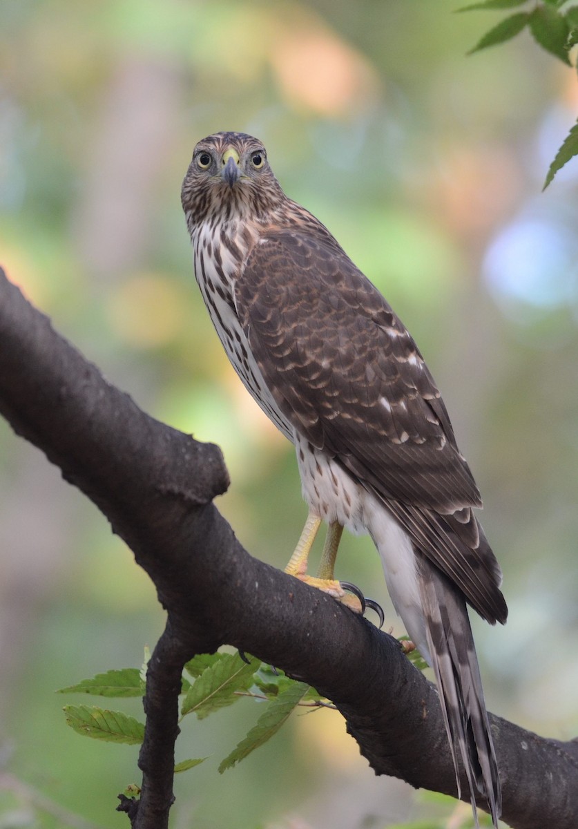 Cooper's Hawk - ML642499693