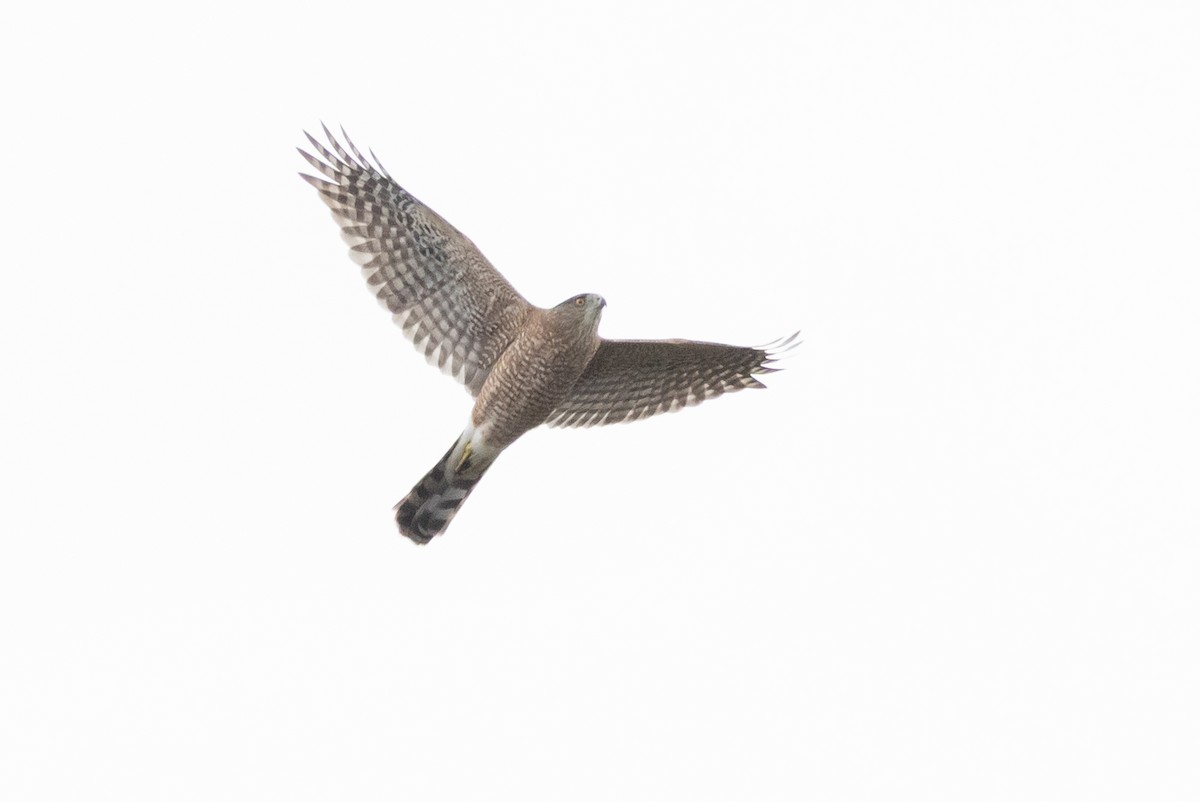 Cooper's Hawk - ML642499700