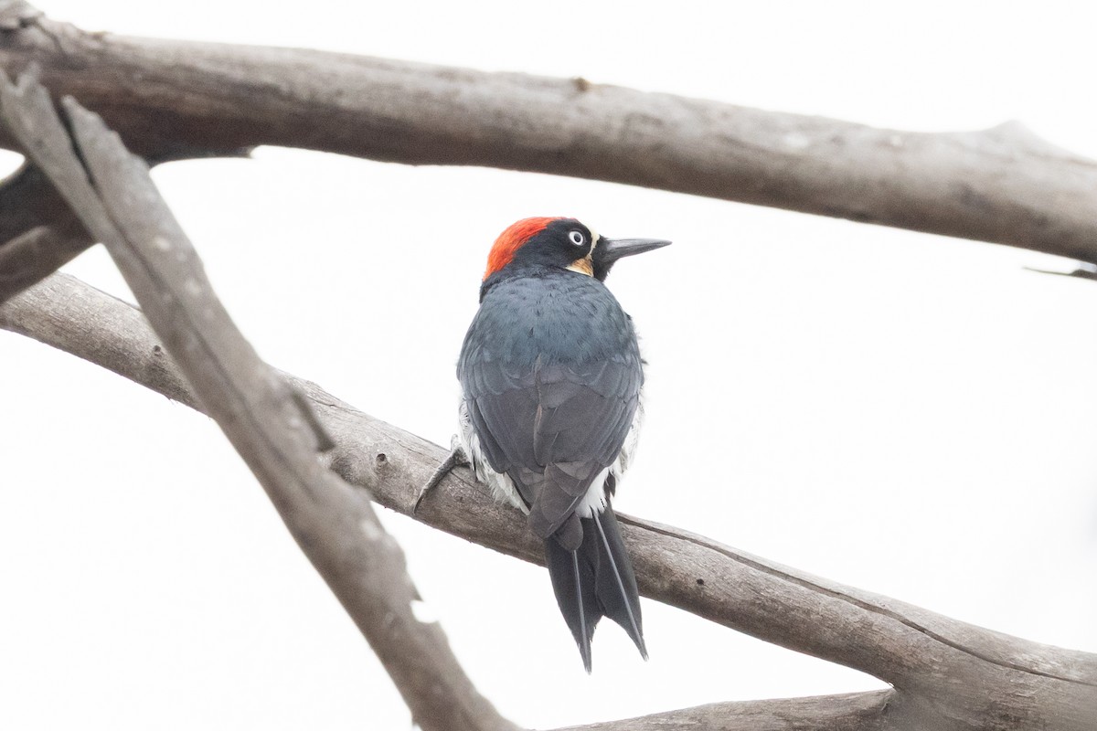 Acorn Woodpecker - ML642499707