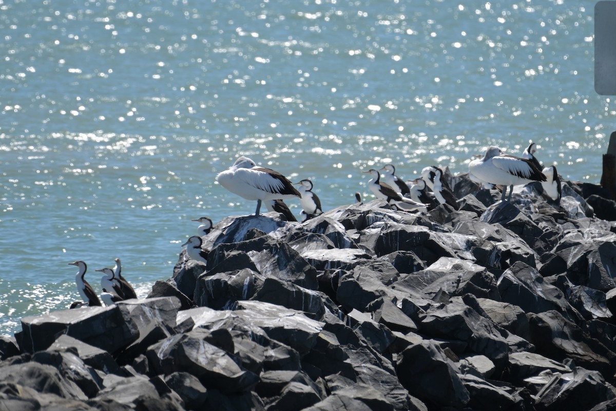 Pied Cormorant - ML642499725