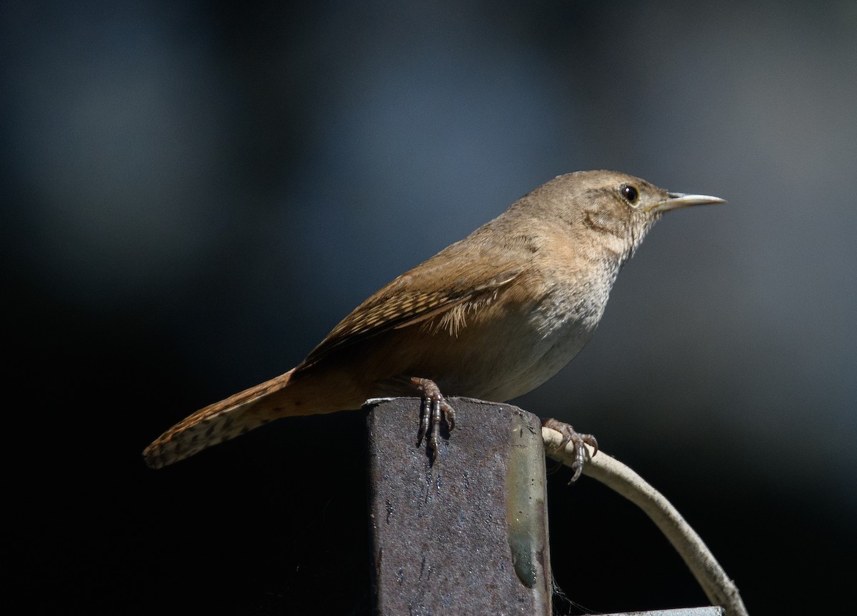 Southern House Wren - ML642499727