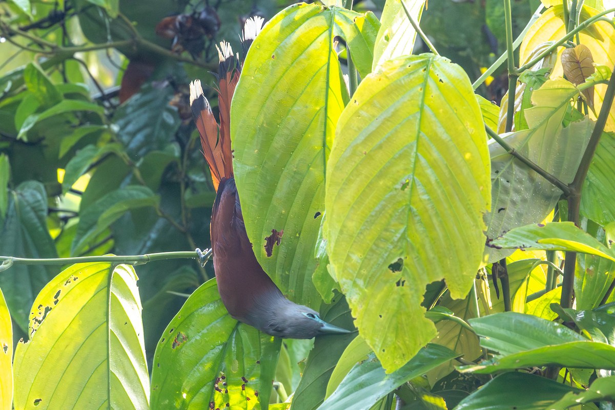 Raffles's Malkoha - ML642499729