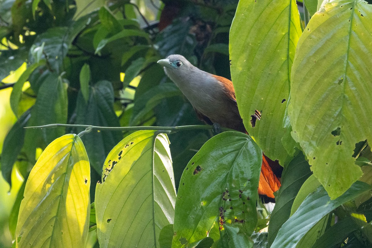 Raffles's Malkoha - ML642499730