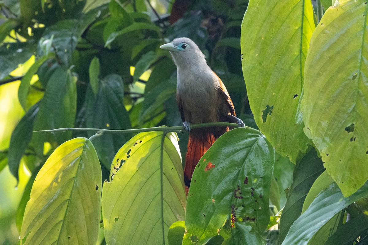 Raffles's Malkoha - ML642499731