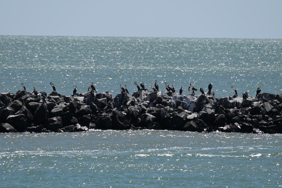 Pied Cormorant - ML642499745