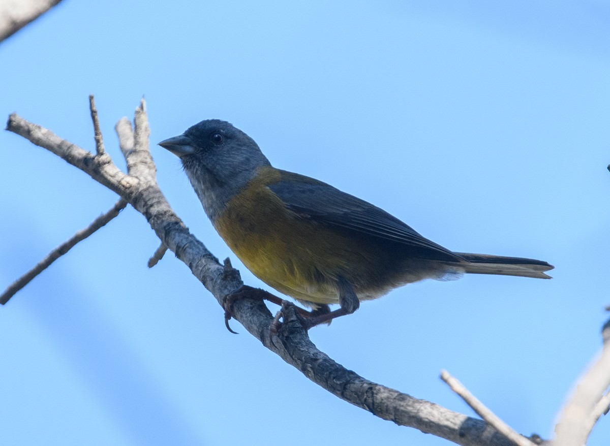 Gray-hooded Sierra Finch - ML642499749