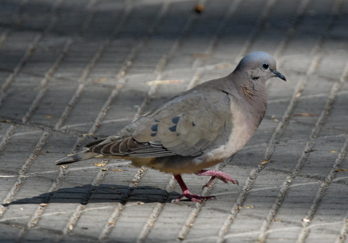 Eared Dove - ML642499760