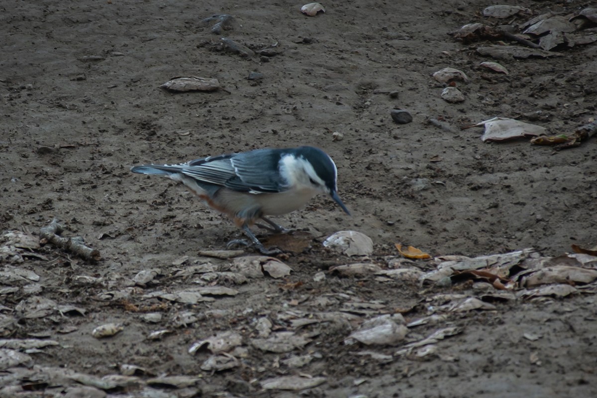 White-breasted Nuthatch - ML642499766