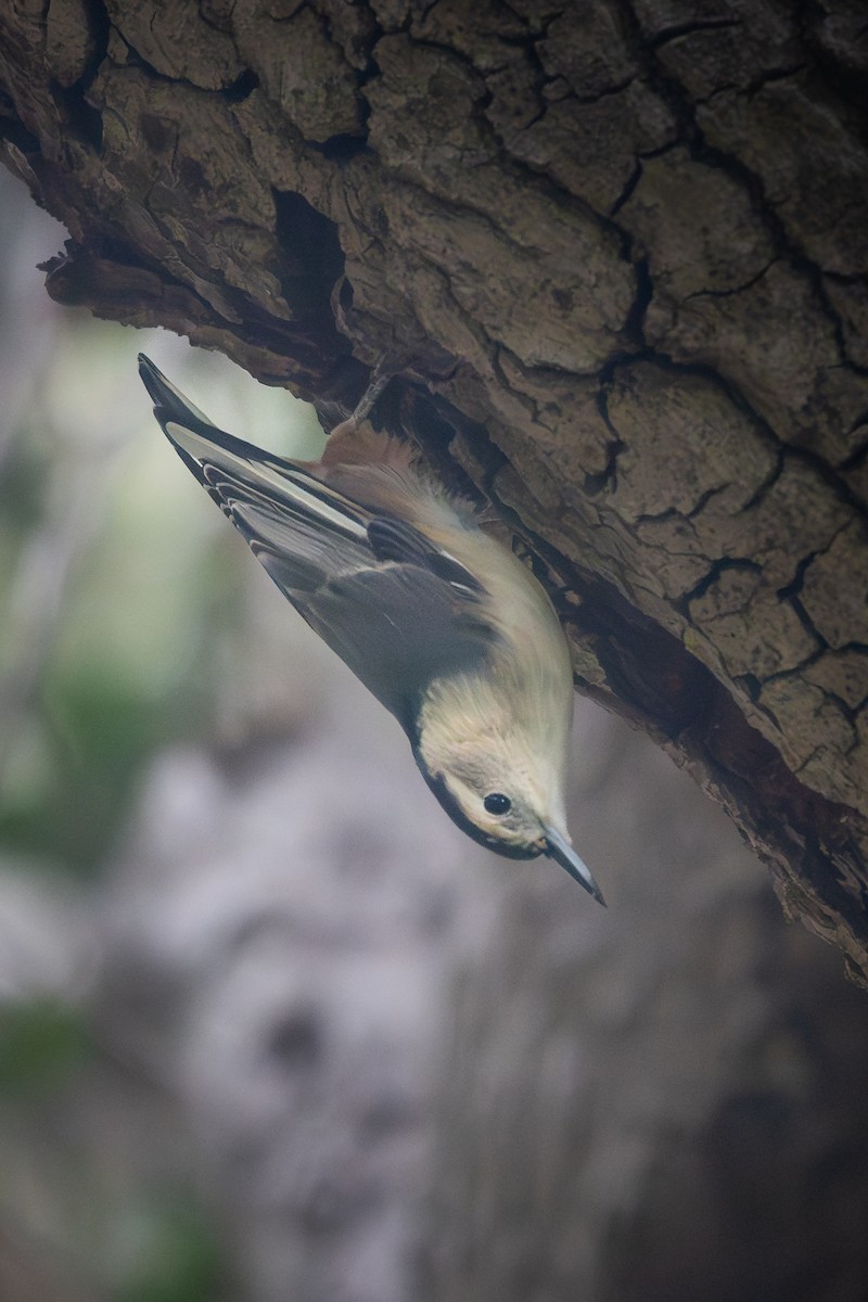 White-breasted Nuthatch - ML642499767