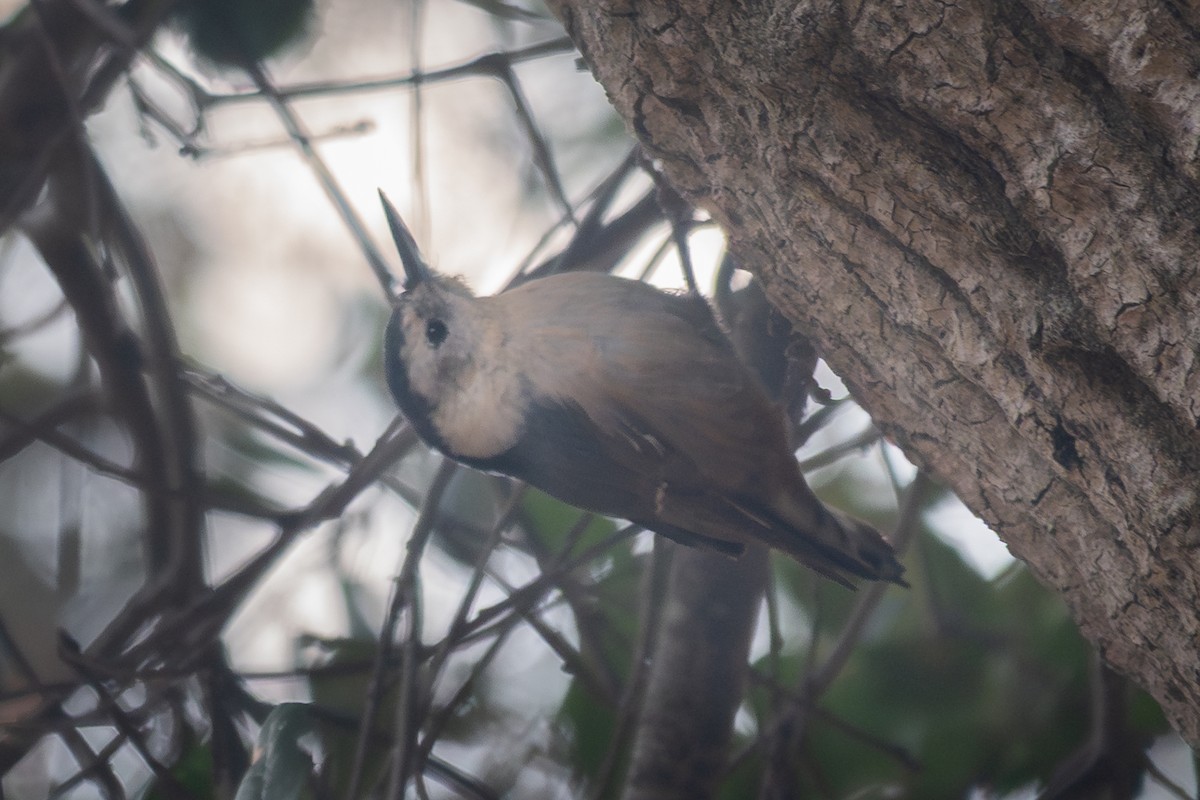 White-breasted Nuthatch - ML642499768