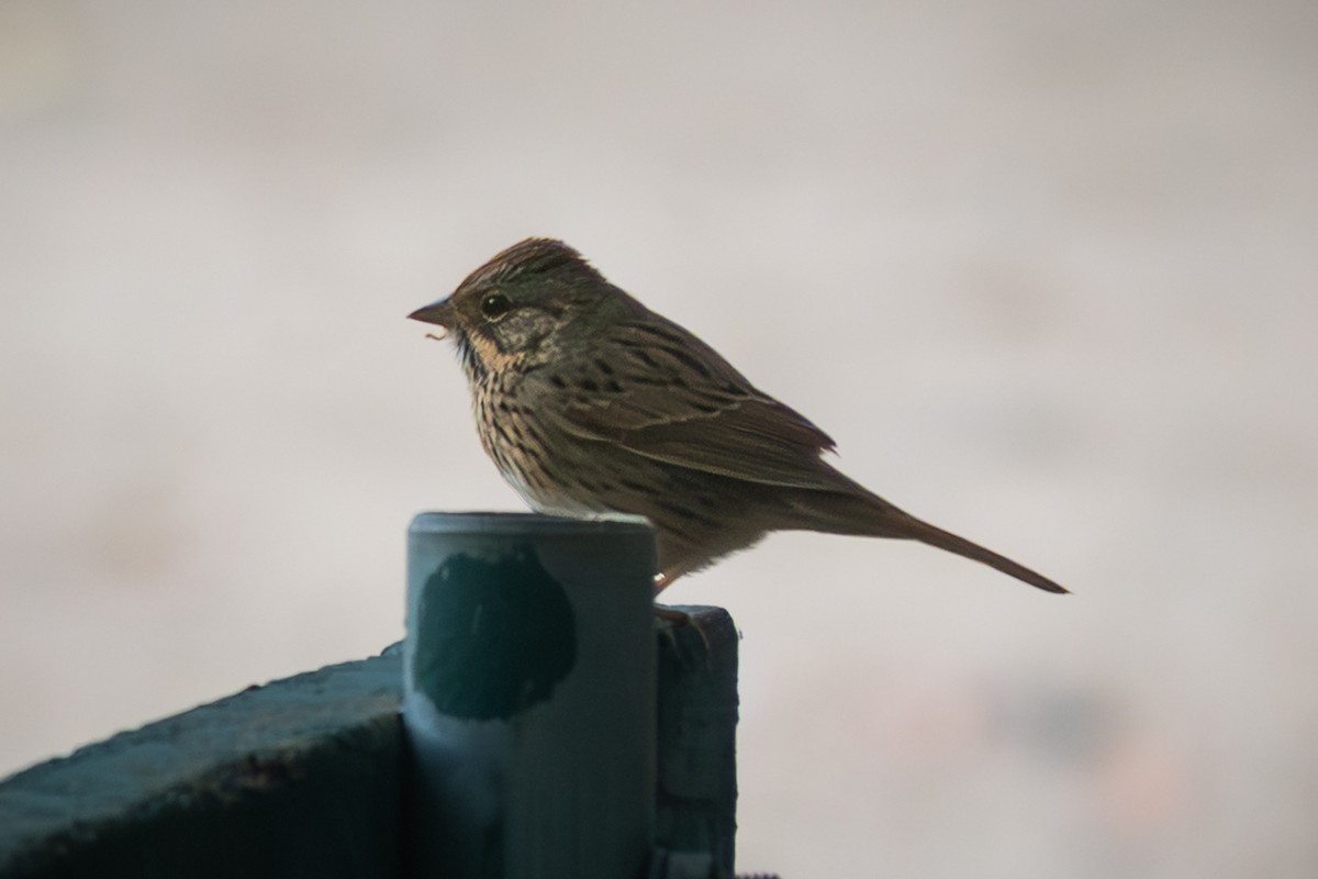 Lincoln's Sparrow - ML642499802