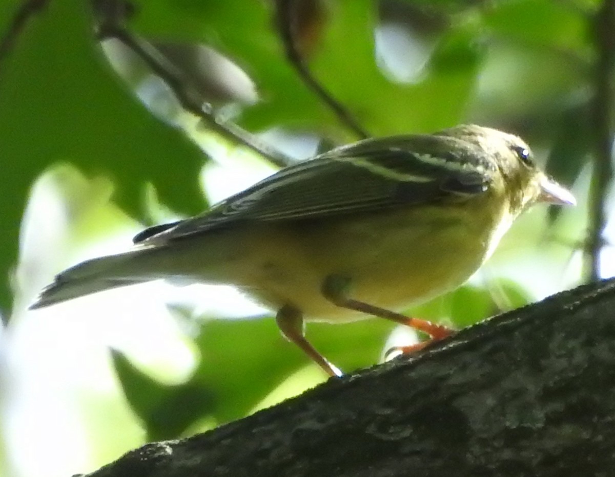 Blackpoll Warbler - ML642499818