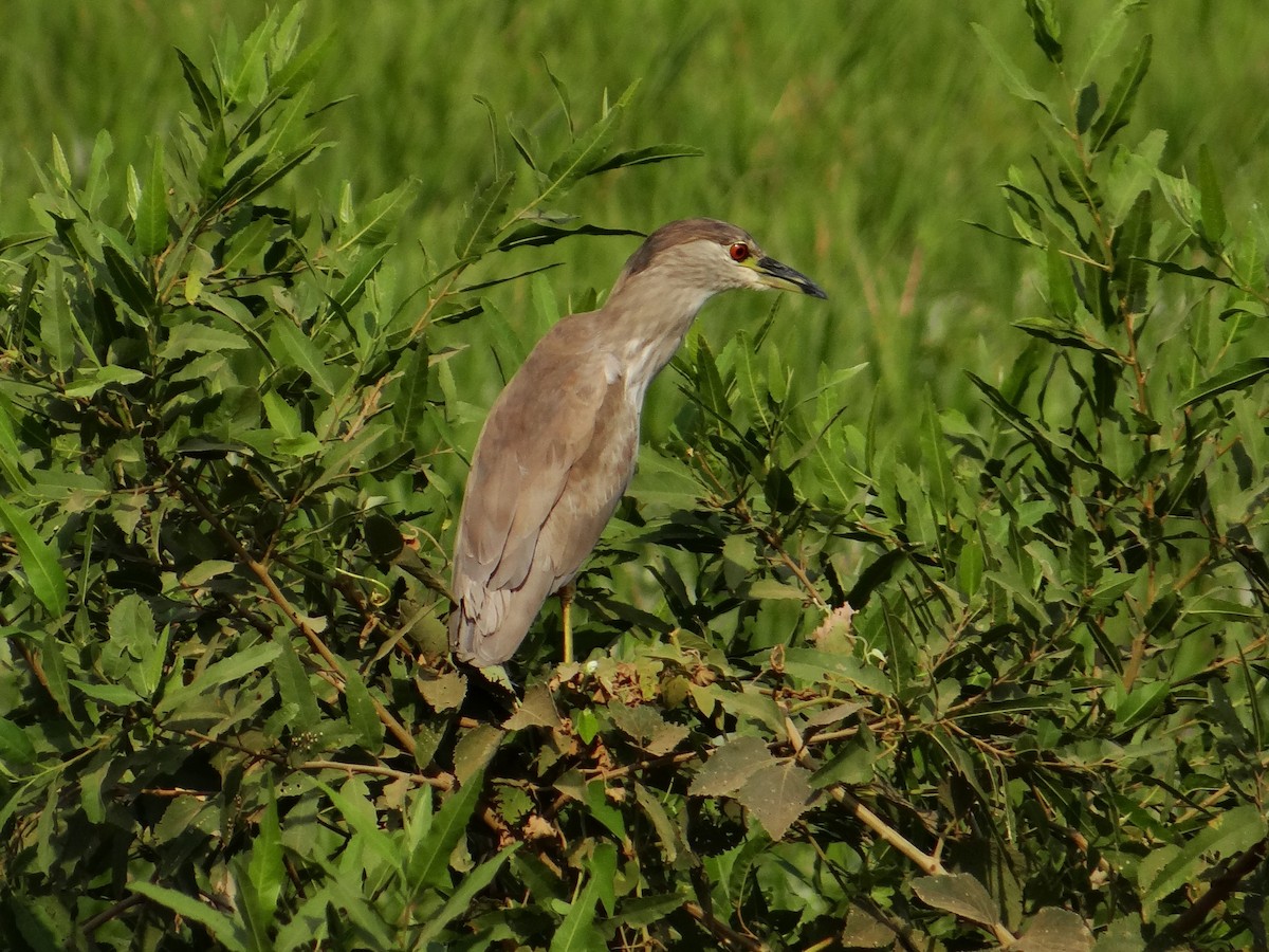 Black-crowned Night Heron - ML642499825