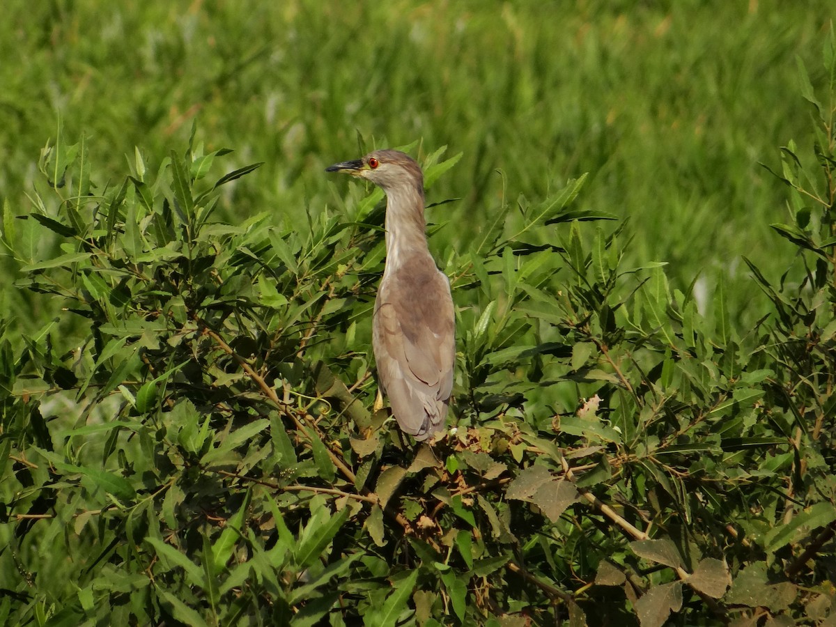 Black-crowned Night Heron - ML642499826