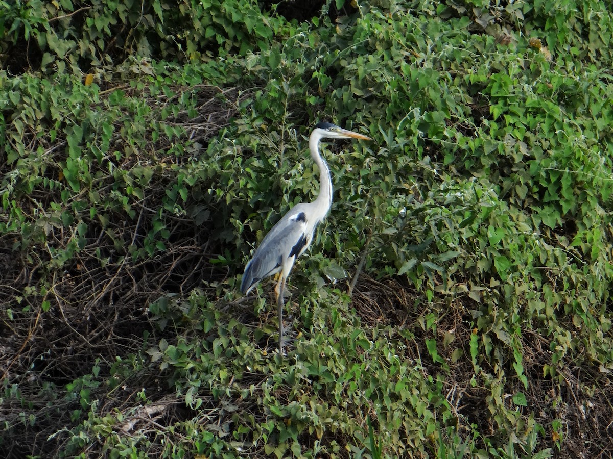 Cocoi Heron - ML642499830