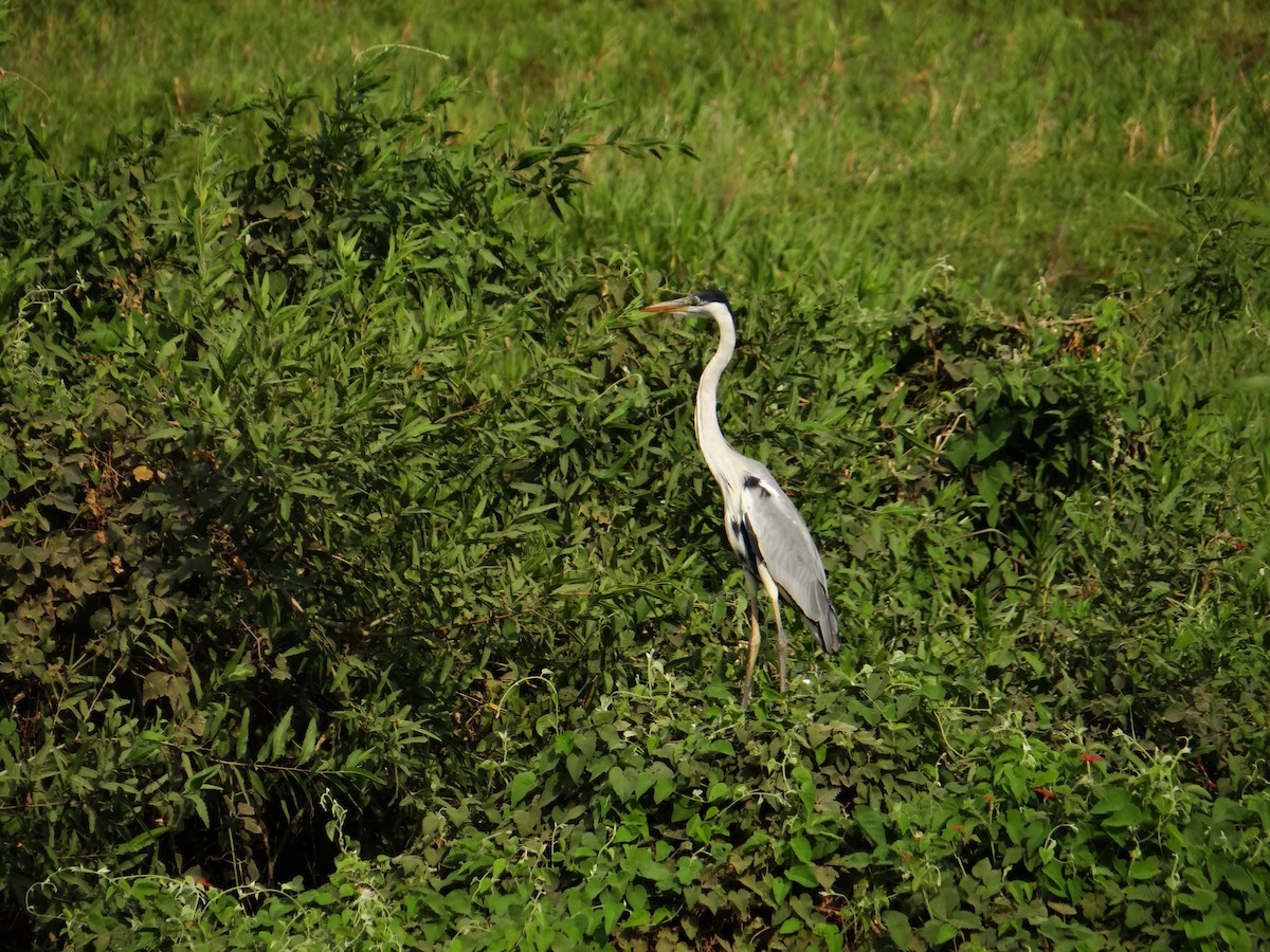 Cocoi Heron - ML642499831