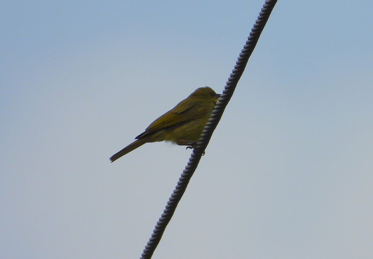 Yellow Honeyeater - ML642499833