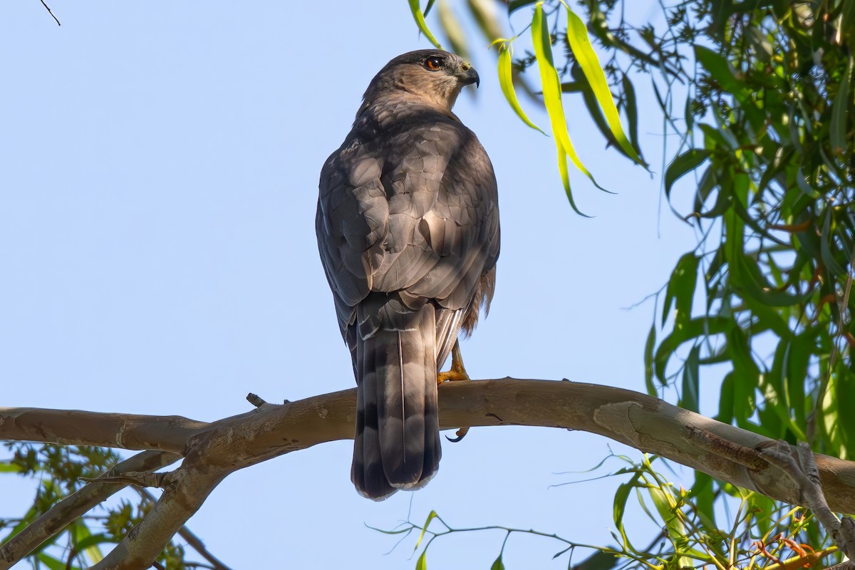 Cooper's Hawk - ML642499836