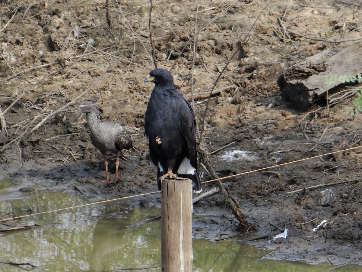 Snail Kite - ML642499837