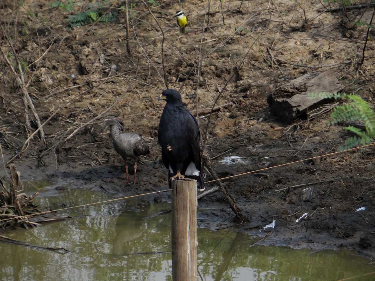 Snail Kite - ML642499839