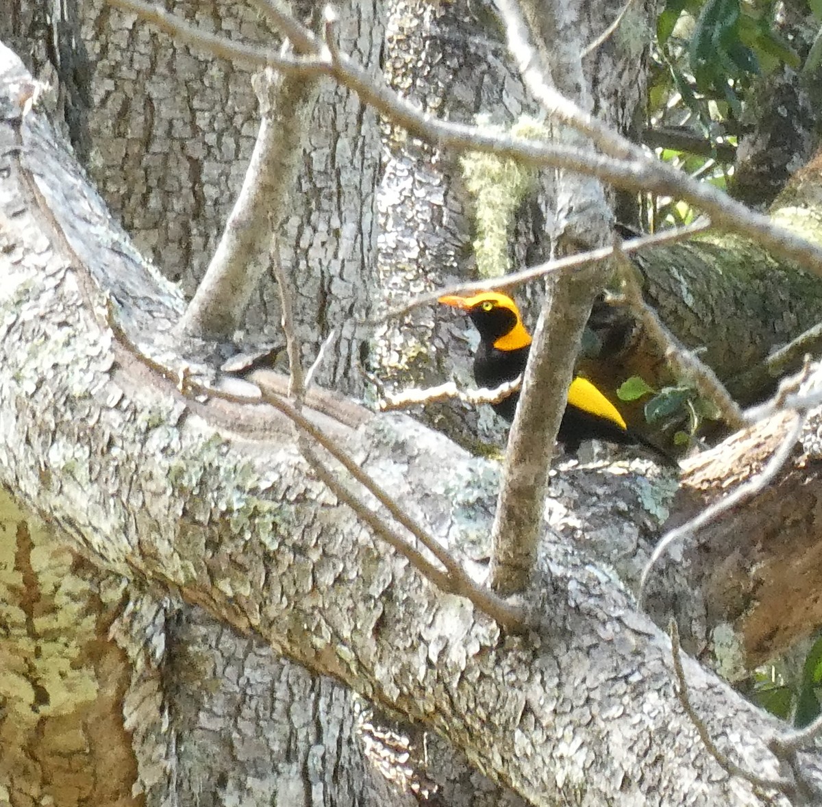 Regent Bowerbird - ML642499841
