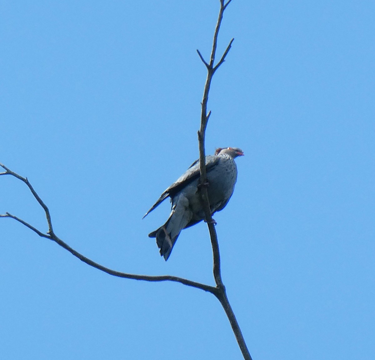 Topknot Pigeon - ML642499855