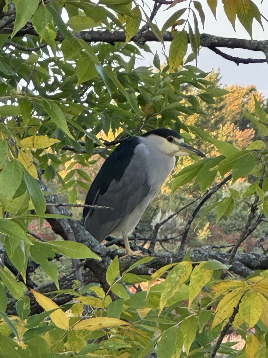 Black-crowned Night Heron - ML642499857