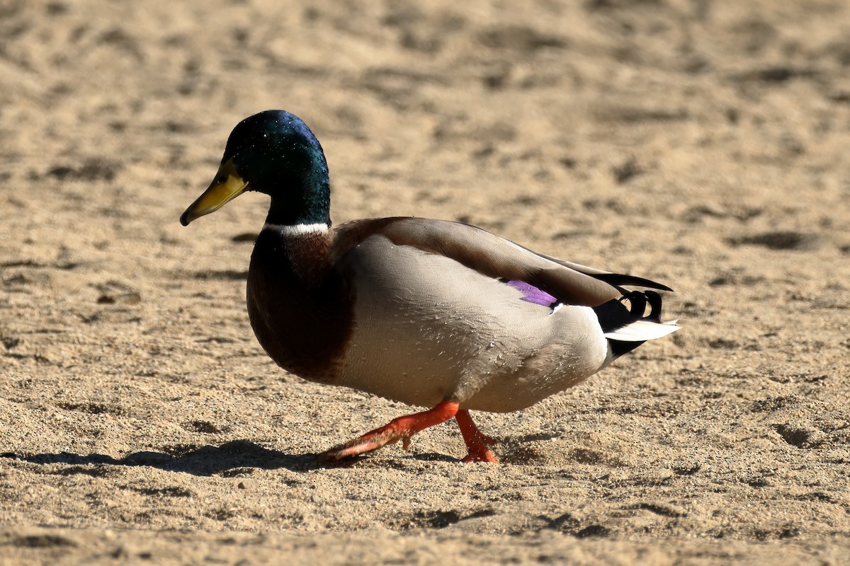 Mallard - ML642499862