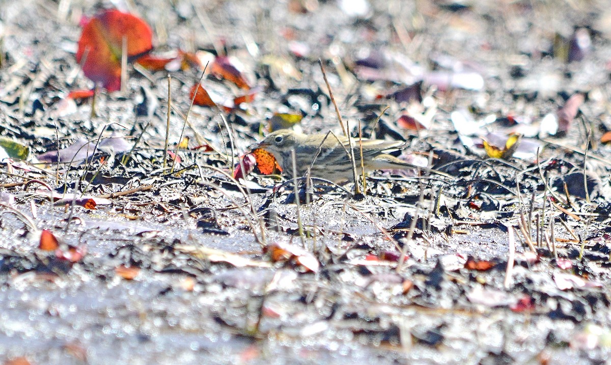 American Pipit - ML642499889