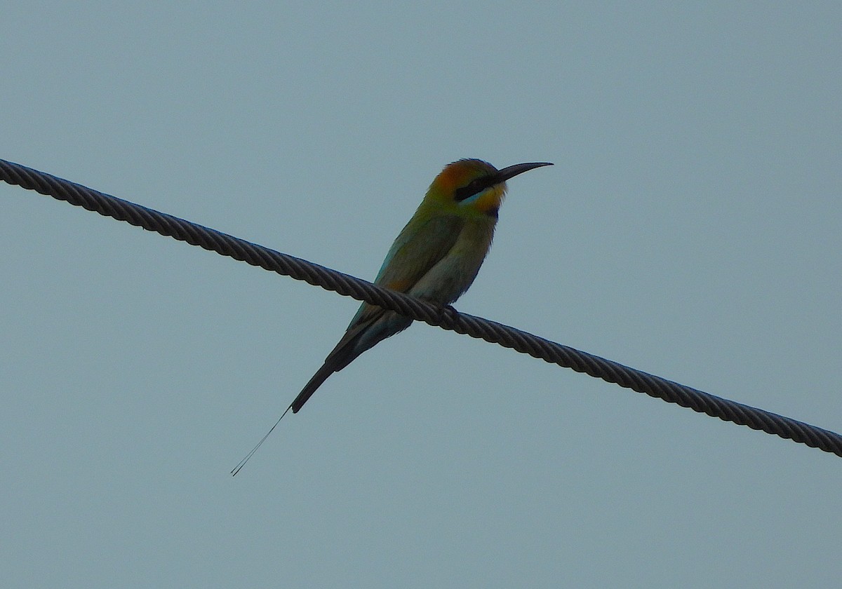 Regenbogenspint - ML642499906