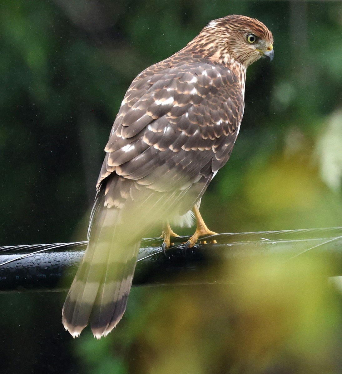 Cooper's Hawk - ML642499913