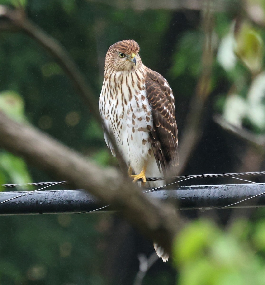 Cooper's Hawk - ML642499914