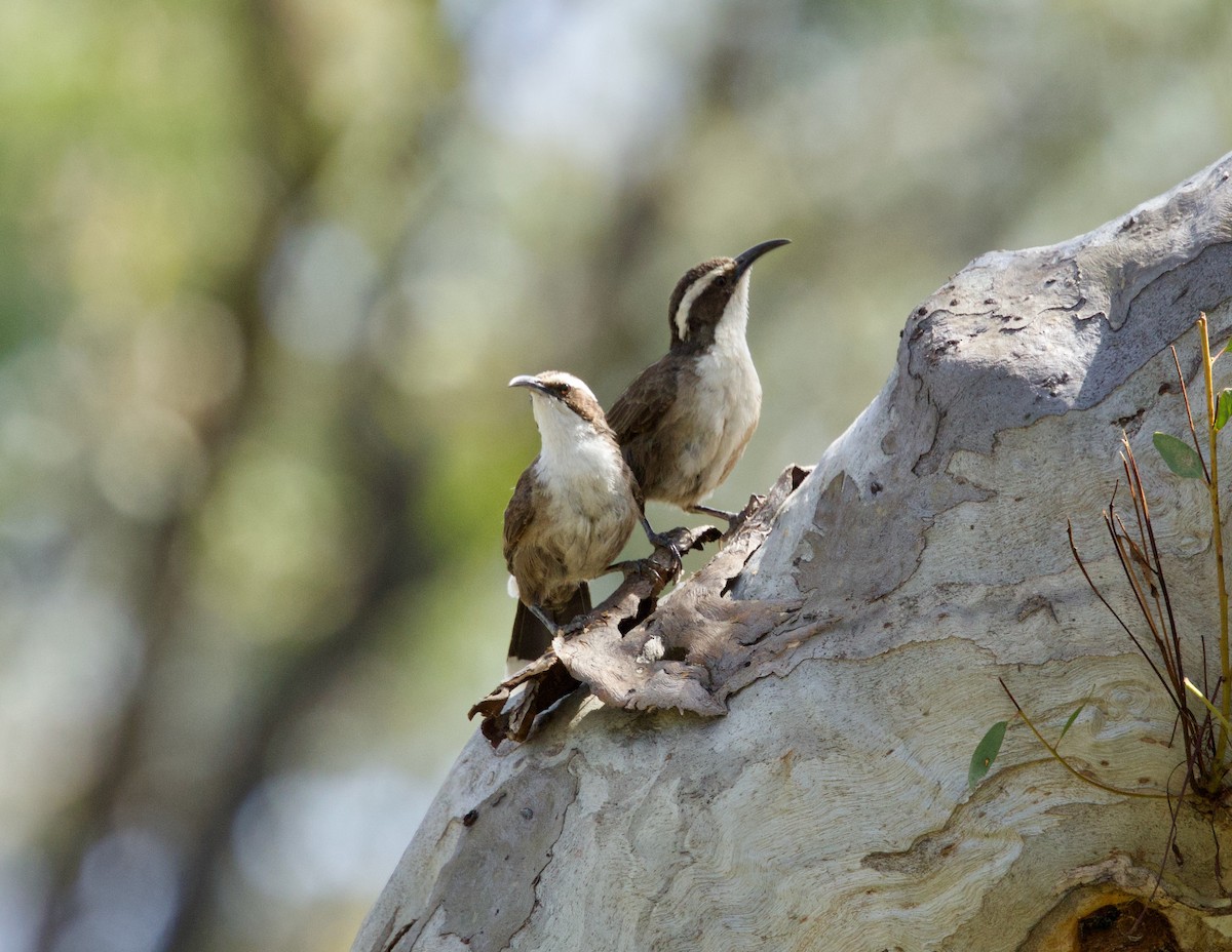 White-browed Babbler - ML642499919