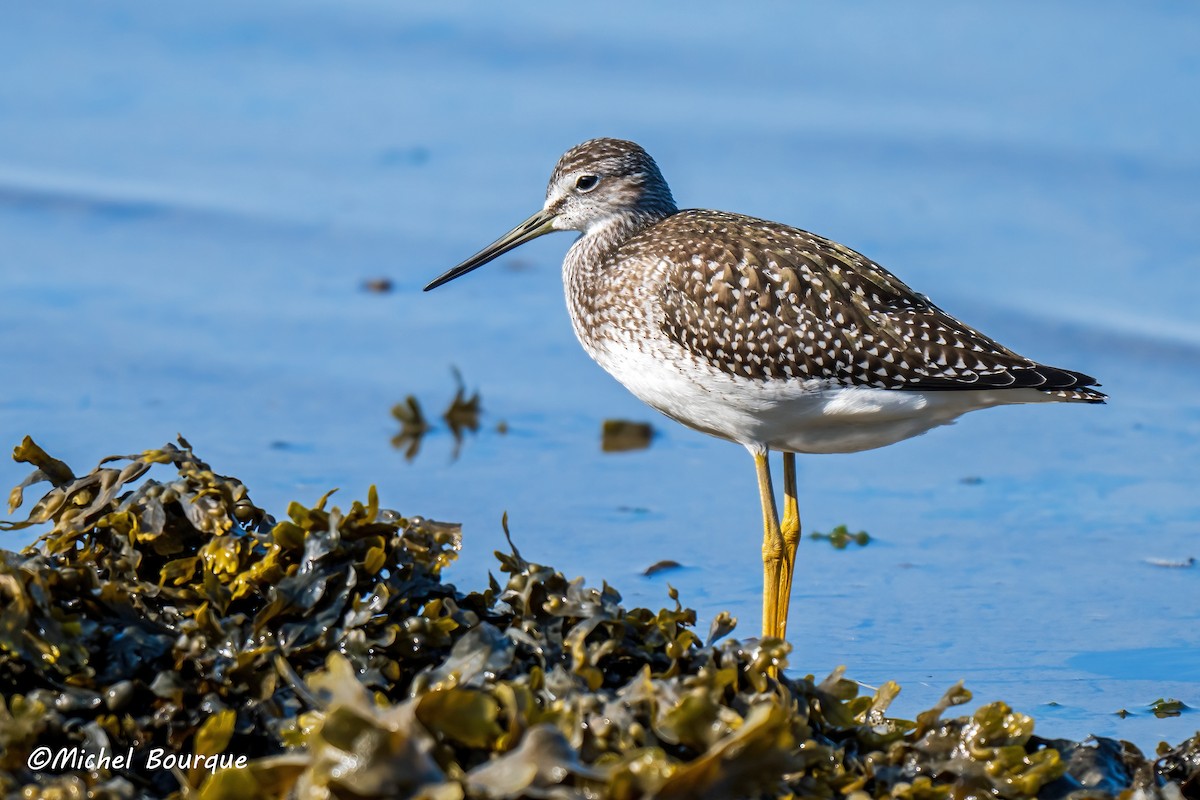 Greater Yellowlegs - ML642499923