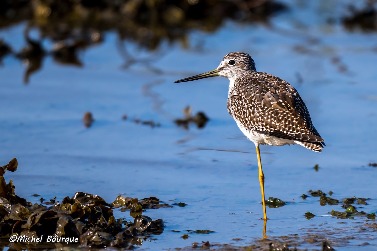 Greater Yellowlegs - ML642499938