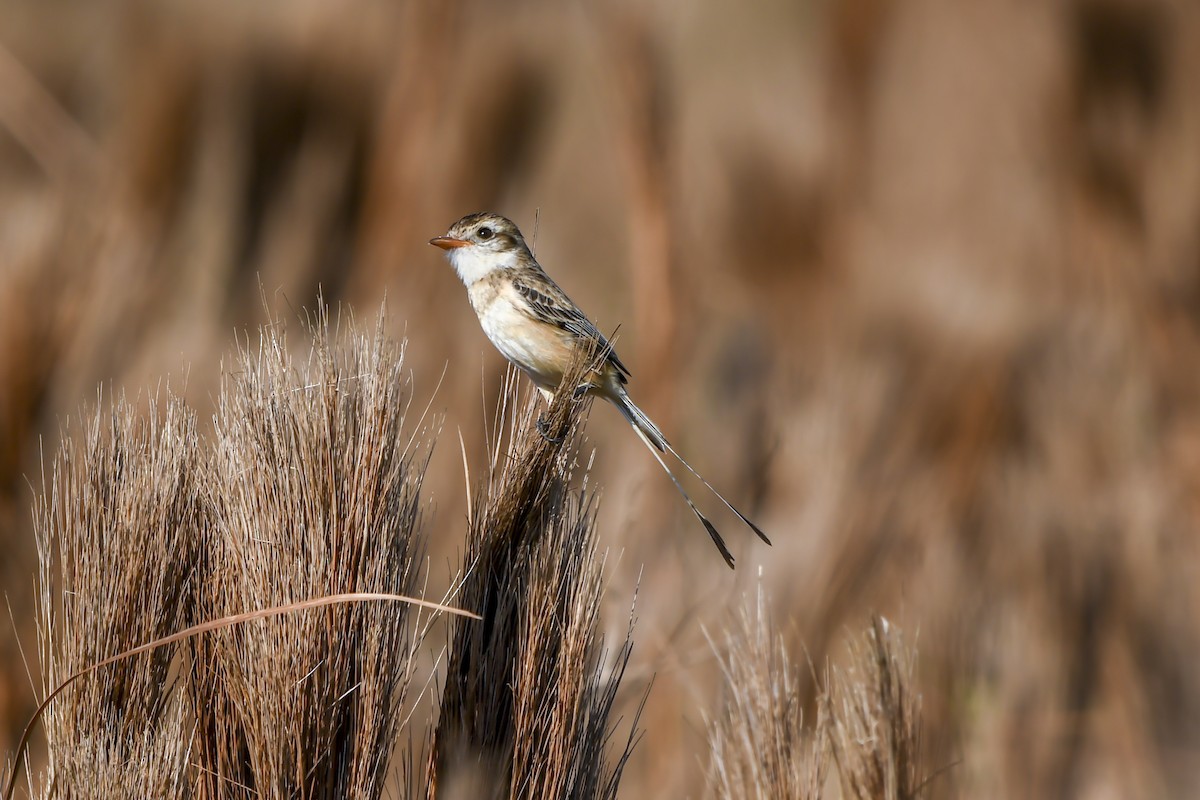 Strange-tailed Tyrant - ML642499948