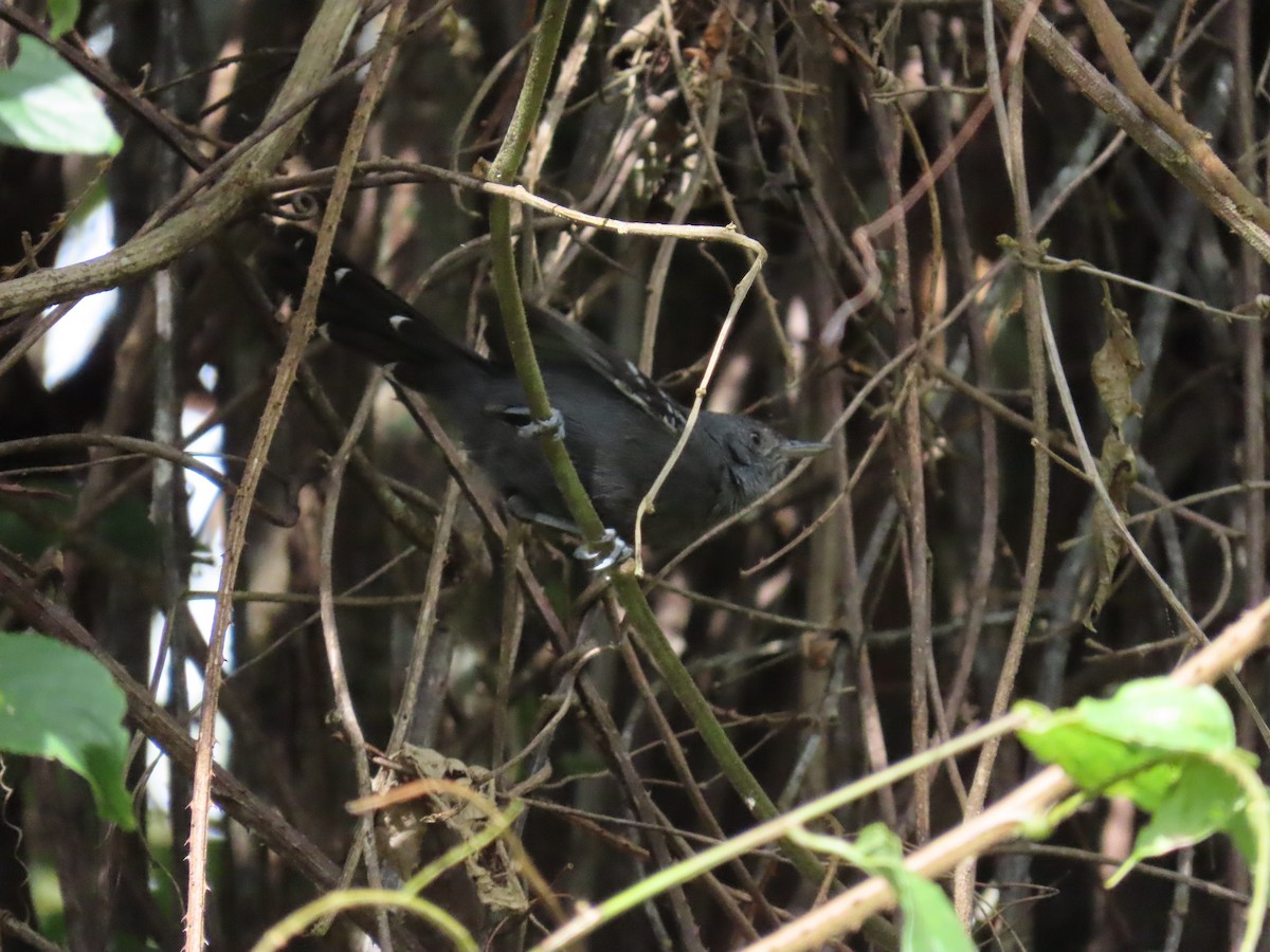 Rio de Janeiro Antbird - ML642499970
