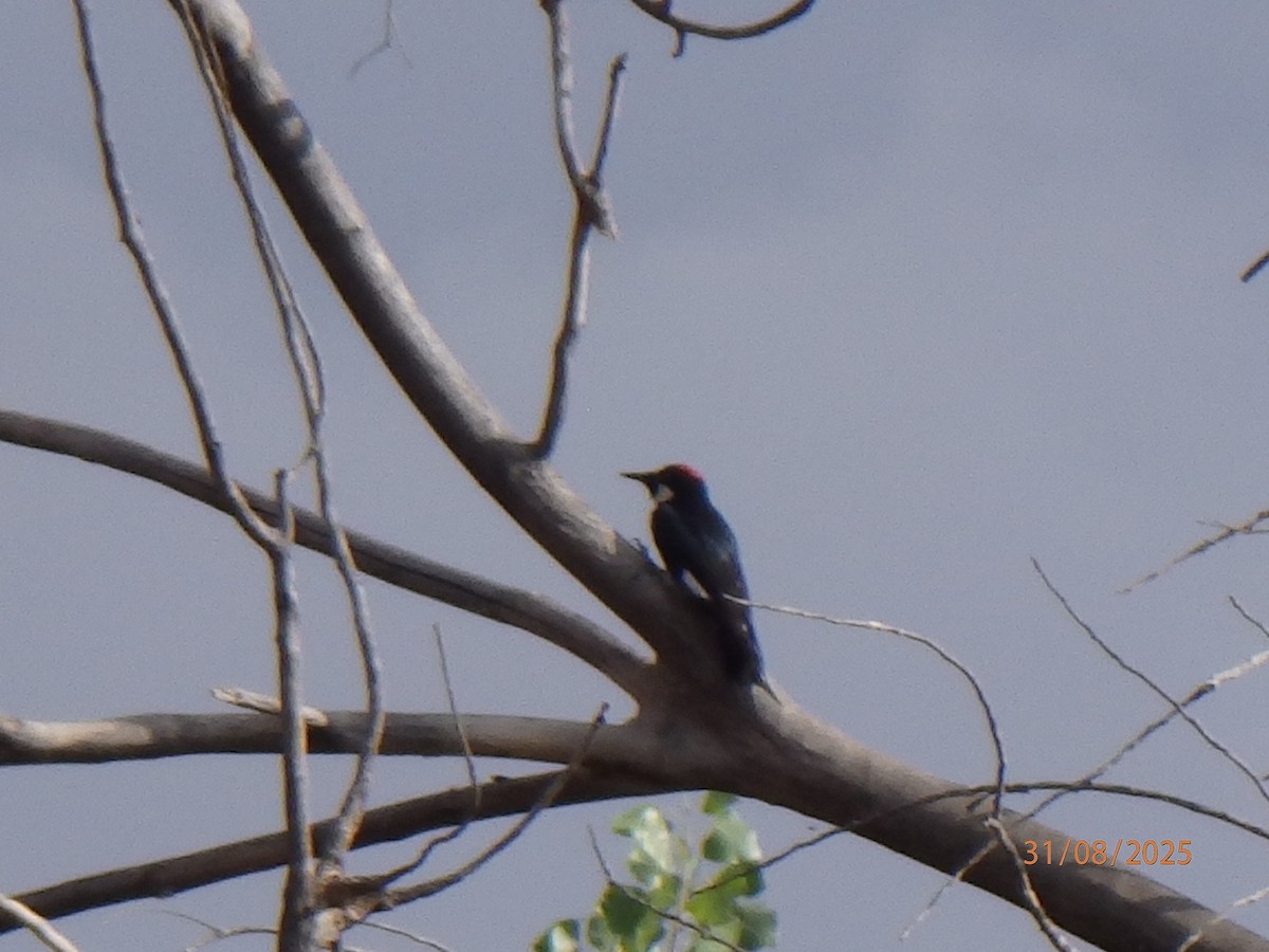 Acorn Woodpecker - ML642499996
