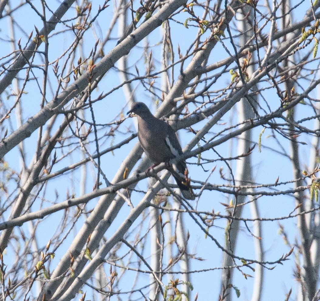 West Peruvian Dove - ML642500024