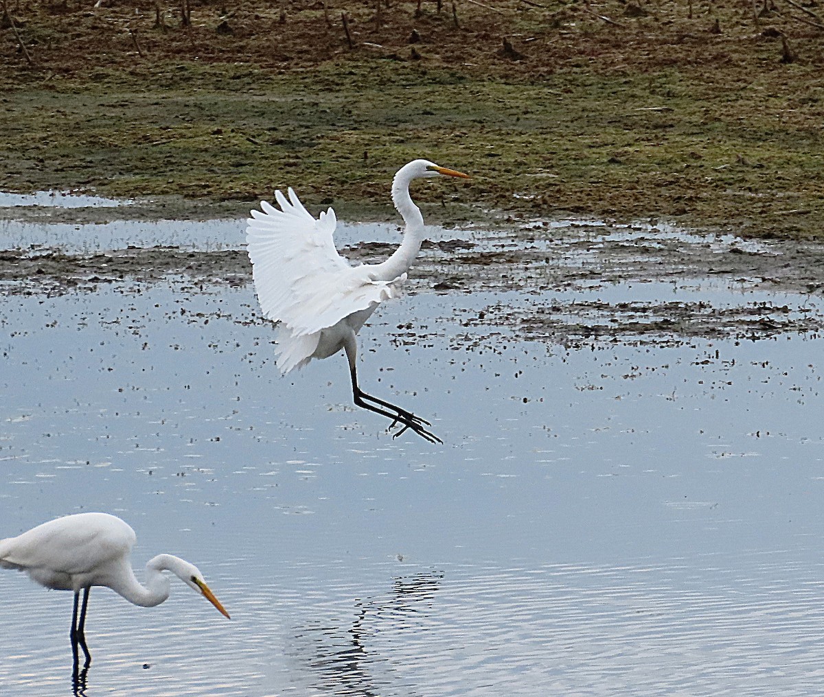 Great Egret - ML642500030