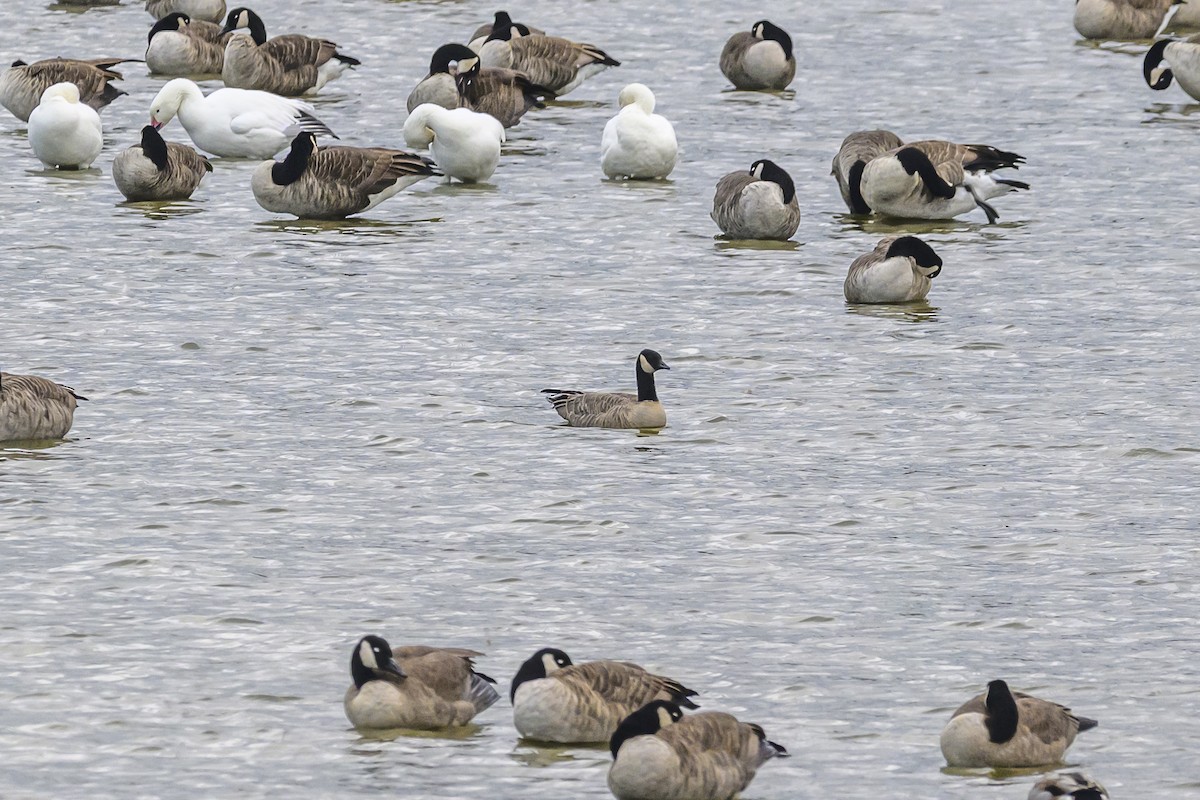 Cackling Goose - ML642500083